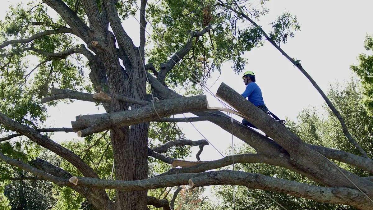 Professional Crown Thinning performed by certified arborists in Alda
