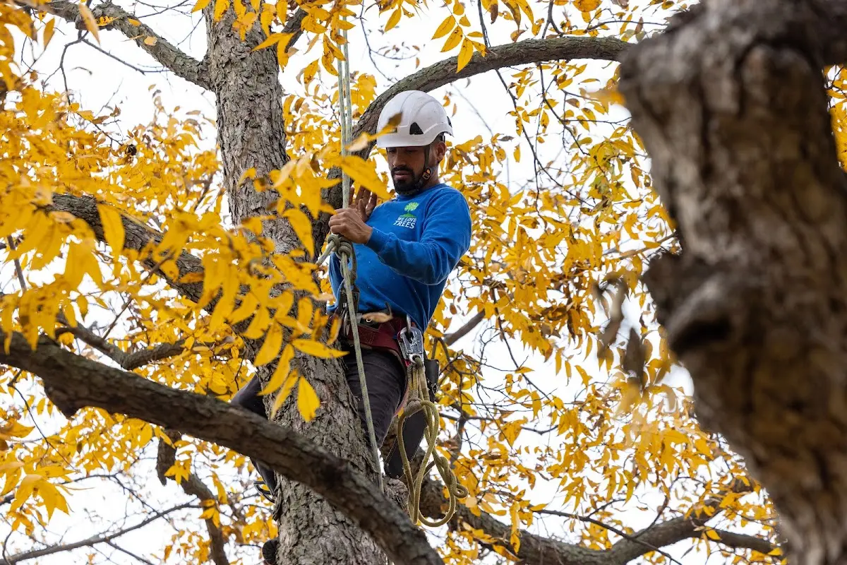 Skilled Emergency Tree Service crew working in Alda