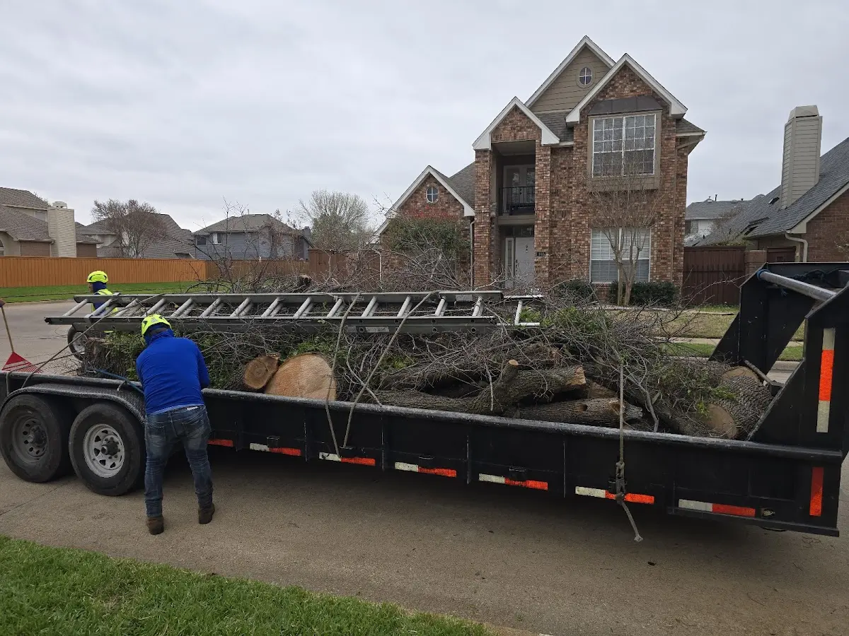 Expert Tree Removal with proper safety equipment in Alda